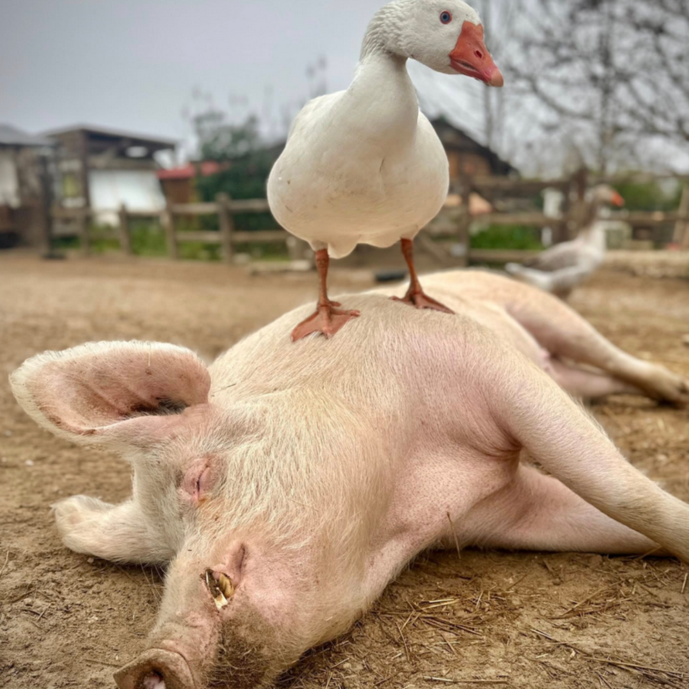 Save & Care - Santuário Animal
